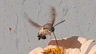 Hummingbird Moth Drinking Nectar [upl. by Nylorak]