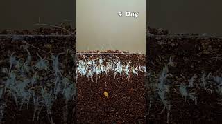 1 6 DAYS IN GROW PLANT waterleaf pelargonium angustifolia sprouting dwarfcopperleaf soapwort [upl. by Rebmyk437]