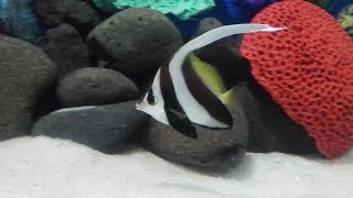 Marine fish tank heniochus butterfly fish [upl. by Assir]