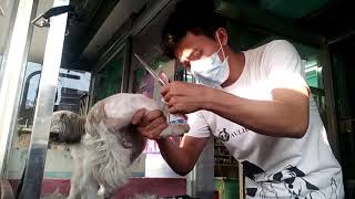 Semi Kalbo Shih Tzu Blue Fin Groomer Renan  video byJason D [upl. by Siger360]