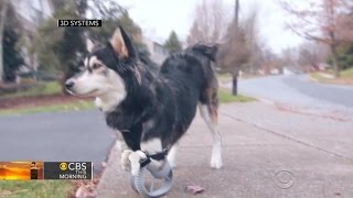 Dog receives prosthetic legs made by 3D printer [upl. by Etteuqal]