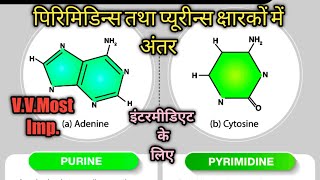 Difference between pyrimidines and purine पिरिमिडिन्स तथा प्यूरीन्स में अंतर  इंटरमीडिएट के लिए [upl. by Dovev664]