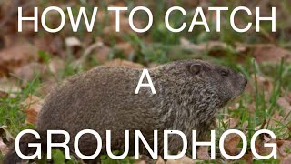 How to catch a Groundhog Foothold [upl. by Komarek]