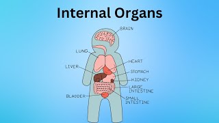 Learning Our Body’s Internal amp External Organs [upl. by Herwig724]