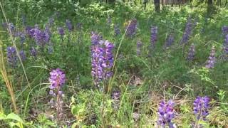 Native Plant Series Wild Lupine [upl. by Adora]