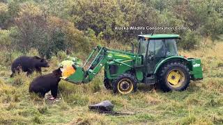 AWCC donates giant vegetables from Alaskas state fair to bears [upl. by Yllime863]