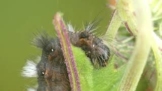 Knot Grass Caterpillar Eats Ebolo Leaf [upl. by Llertrac930]