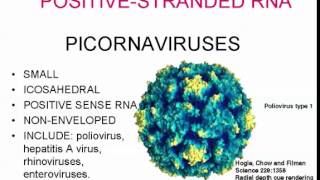 Poliovirus picornavirus Poliomyelitis [upl. by Anauqes284]