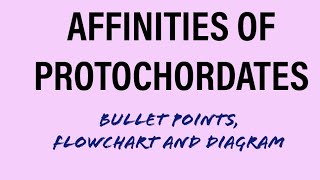 AFFINITIES OF PROTOCHORDATES  BULLET POINTS DIAGRAMFLOW CHARTBScMScUPSCIFSZOOLOGY [upl. by Thurmann214]