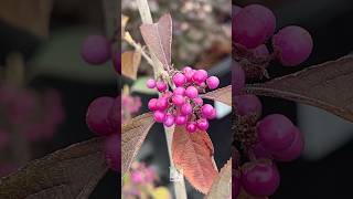 The Beautyberry’s vibrant purple berries seem almost too beautiful to be real 💜 [upl. by Aida765]