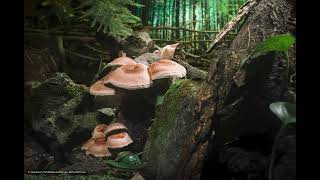 Shiitake Mushroom Growing Timelaspe  椎茸 46 [upl. by Nyladnarb631]