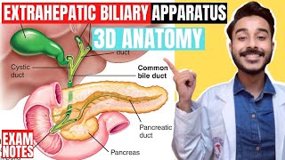 extrahepatic biliary apparatus anatomy 3d  anatomy of extra hepatic biliary apparatus anatomy [upl. by Xaviera]