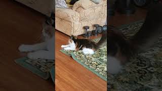 Crazy active time l Calico cats video [upl. by Clarise835]