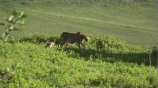 Cheetah  Safari Ngorongoro Crater Africa [upl. by Percy]