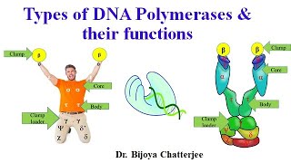 DNA Polymerase Types amp Functions [upl. by Aneehsit34]