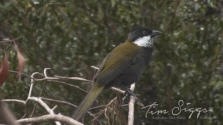 Eastern Whipbird call Psophodes olivaceus HD Video clip 12 Tim Siggs ABVC [upl. by Barger]