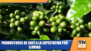 Productores de café a la expectativa por lluvias [upl. by Plossl]