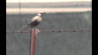 Brown Songlark  Bird watching in Australia with EjBirdwatching [upl. by Anair]