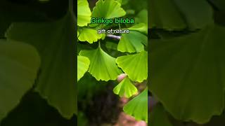 Ginkgo Biloba Unlock the Secrets of Natures Brain Booster [upl. by Aivata28]