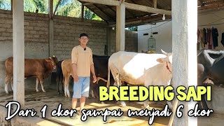 Breeding sapi dari modal 1 sapi indukan sampai menjadi 6 ekor [upl. by Tnahsin787]