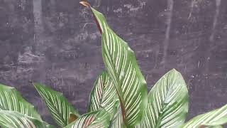 How To Take Care Indoor Plant In Winter [upl. by Amles330]