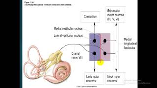 Vestibular system  dr Atef  Vestibular Nucleus فسيولوجي [upl. by Aubry]