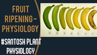 FRUIT RIPENING  Physiology of fruit Ripening  Climacteric and Non Climacteric fruits [upl. by Blus]