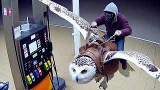 At The Gas Station The Snowy Owl 🦉 [upl. by Juster]