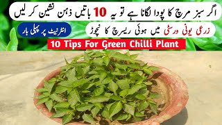 10 Tips for Green Chilli Plant  Mirch Ke Poode Ki Care  Gardening [upl. by Tessa36]