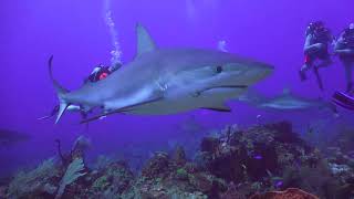 Shark dive in Roatán Honduras [upl. by Yerffe]