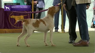 Bracchi Italiani  Breed Judging 2023 [upl. by Newel2]