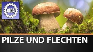 Trailer  Pilze und Flechten  Biologie  Schulfilm [upl. by Eatnahs]