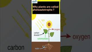 Why plants are called photoautotrophs [upl. by Elleiram]