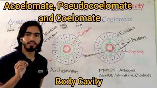 Acoelomate Pseudocoelomate and Coelomate Classification Of Animals base upon Body Cavity [upl. by Odragde793]