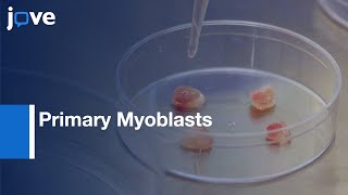 Primary Myoblasts Isolation and Differentiation  Protocol Preview [upl. by Anohs]