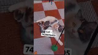 Calico kitten for sale in Delhi ncr music bollywood tseries bollywoodsongs cat catworld [upl. by Louis]