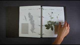 Einblick in mein handgemachtes Herbarium mit 78 gepressten Wildkräutern und Heilpflanzen [upl. by Idurt718]