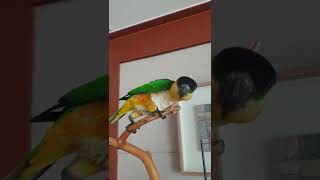 Black Headed Caique Parrot Surfing [upl. by Farley]