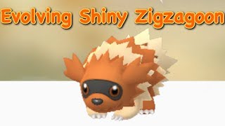 Shiny Zigzagoon Evolution [upl. by Anitsihc]