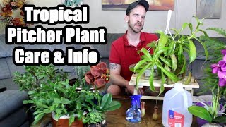 Caring for a Tropical Pitcher Plant Nepenthes alata [upl. by Mika]