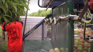 Mango picking – how to do it right [upl. by Ettennahs845]