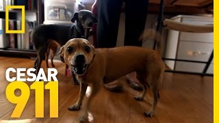 Why Little Dogs Are So Yappy  Cesar 911 [upl. by Ymar]