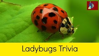 Ladybugs Fun Facts and Trivia [upl. by Aillil]