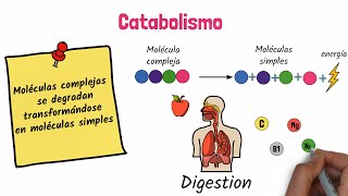 Anabolismo y Catabolismo [upl. by Hawkie]