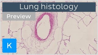 Lungs tissues and cells preview  Human Anatomy and Histology  Kenhub [upl. by Udella]