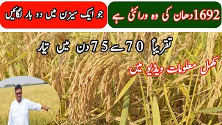 Pusa Basmati 1692 high yield verities Rice Paddy Dhanin Farming Pakistan [upl. by Ewart]