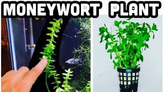 Moneywort Tank Care amp Propagation [upl. by Posehn]