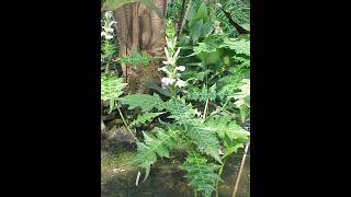 Acanthus spinous plant details [upl. by Piwowar]