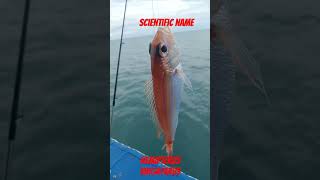 golden threadfin bream supportmychannel fishing fish nightfishing fishingtips marinelife [upl. by Eidahs]