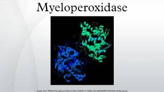 Myeloperoxidase [upl. by Ursas]